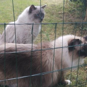 Chaton Ragdoll blue mink mitted