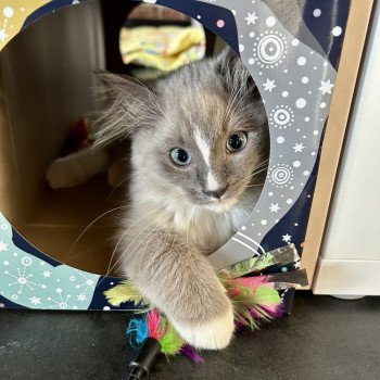 Chaton Ragdoll seal tabby point & blanc