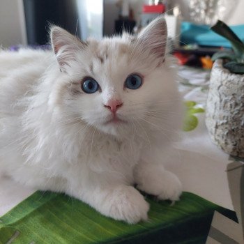 Chaton Ragdoll seal tabby point bicolor