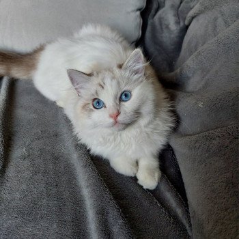 Chaton Ragdoll seal tabby point bicolor