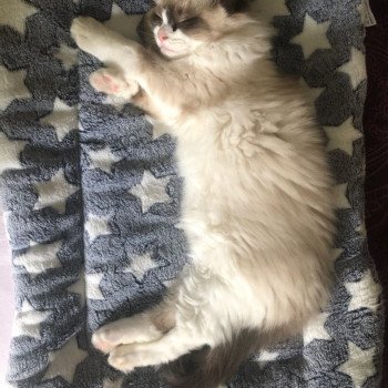 Chaton Ragdoll seal tabby point