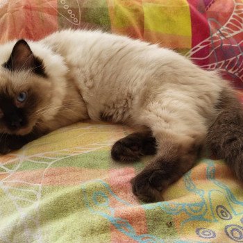 Chaton Ragdoll seal point bicolor