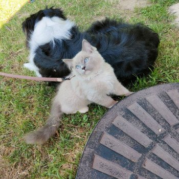 Chaton Ragdoll seal tabby point & blanc