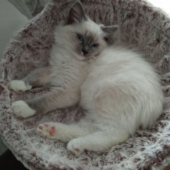 Chaton Ragdoll seal point bicolor