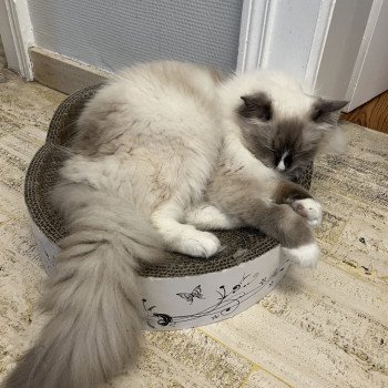 Chaton Ragdoll blue point bicolor