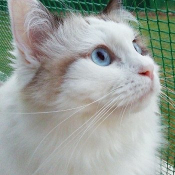 Chaton Ragdoll blue point bicolor