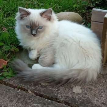 Chaton Ragdoll chocolate tabby point bicolor