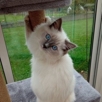 Chaton Ragdoll point bicolor