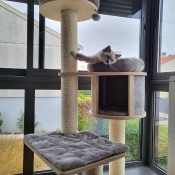 Chaton Ragdoll blue point mitted