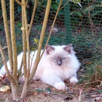 Chaton Ragdoll seal tabby point mitted