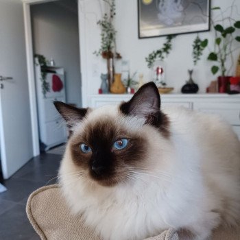 Chaton Ragdoll seal point