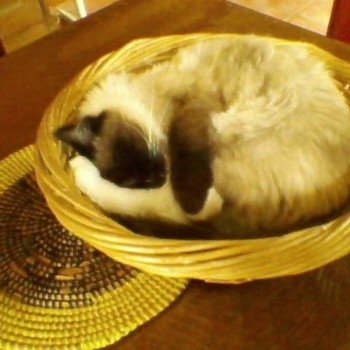 Chaton Ragdoll point bicolor