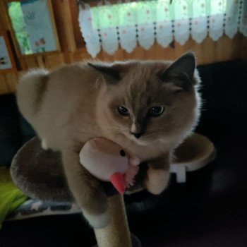 Chaton Ragdoll blue point mitted