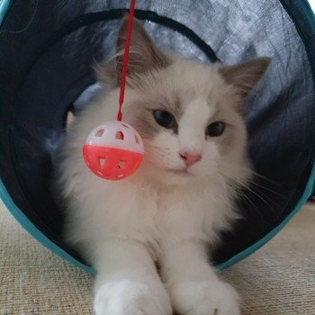 Chaton Ragdoll blue point mitted