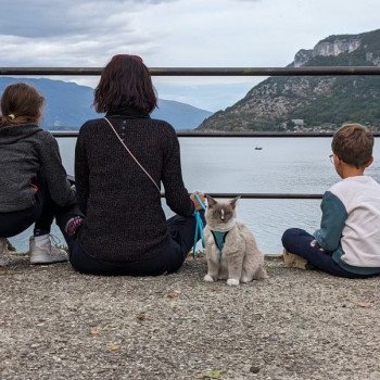 Chaton Ragdoll seal tabby point bicolor