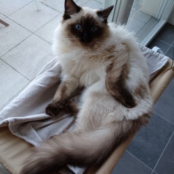 Chaton Ragdoll seal tabby point mitted