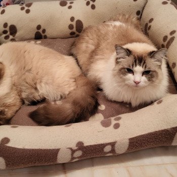 Chaton Ragdoll seal tabby point bicolor