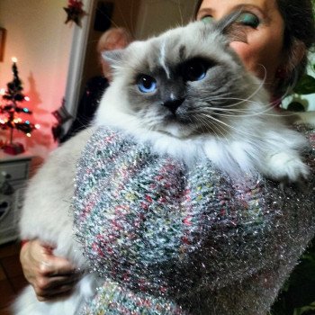 Chaton Ragdoll seal point mitted