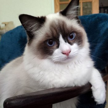 Chaton Ragdoll seal tabby point & blanc