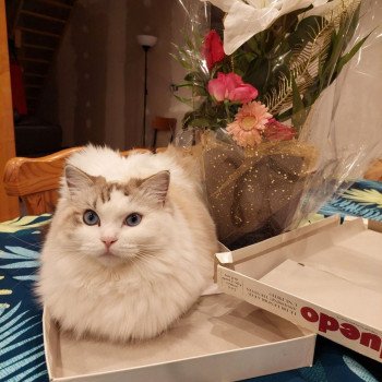 Chaton Ragdoll seal point bicolor
