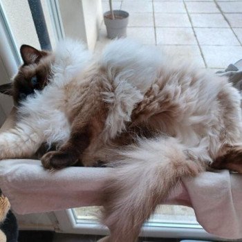 Chaton Ragdoll blue point bicolor