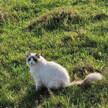 Chaton Ragdoll seal point bicolor