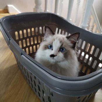 Chaton Ragdoll blue point mitted