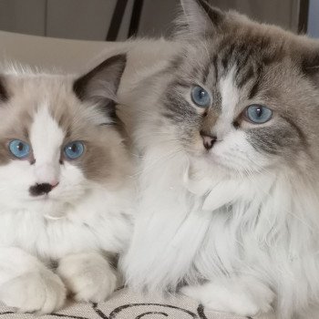 Chaton Ragdoll blue point bicolor