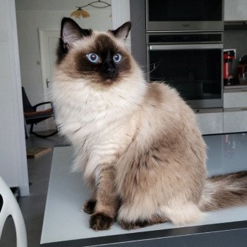 Chaton Ragdoll seal point bicolor