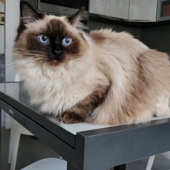 Chaton Ragdoll seal tabby point bicolor