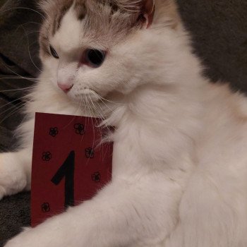 Chaton Ragdoll seal tabby point bicolor