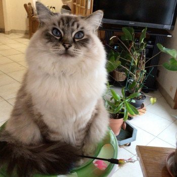 Chat Ragdoll seal point mitted