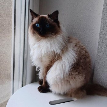 Chaton Ragdoll seal tabby point bicolor