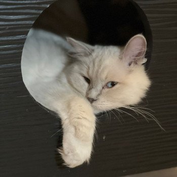 Chaton Ragdoll blue point mitted