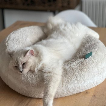 Chaton Ragdoll seal tabby point bicolor