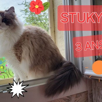 Chaton Ragdoll lilac mink point mitted