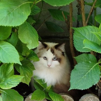 Chaton Ragdoll seal tabby point bicolor