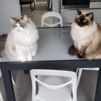 Chaton Ragdoll seal point & blanc