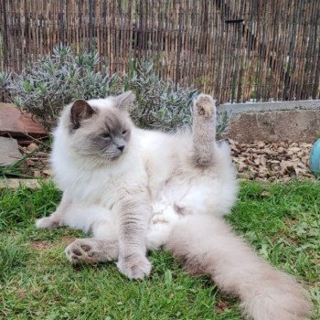 Chaton Ragdoll point bicolor