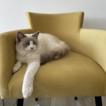 Chaton Ragdoll seal point mitted