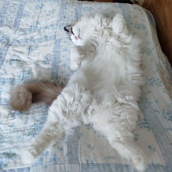 Chaton Ragdoll seal point mitted