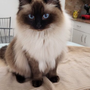 Chaton Ragdoll seal tabby point & blanc