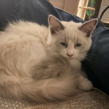 Chaton Ragdoll seal point bicolor