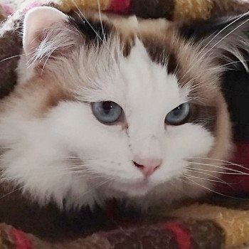 Chaton Ragdoll blue point mitted