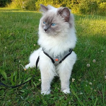 Chaton Ragdoll blue point
