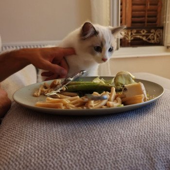 Chaton Ragdoll blue point bicolor