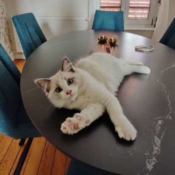 Chaton Ragdoll seal tabby point bicolor