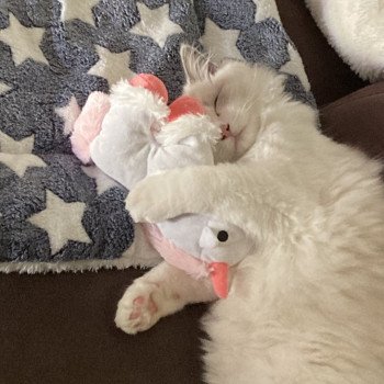 Chaton Ragdoll blue point bicolor