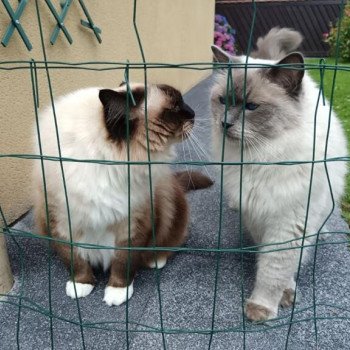 Chaton Ragdoll blue point bicolor