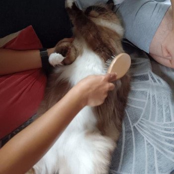 Chaton Ragdoll blue point